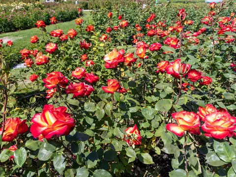 Red and orange roses in bloom at the San Jose Municipal Rose Garden